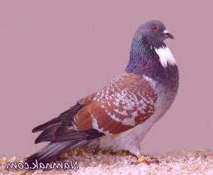 تشخیص سرطان با کمک کبوترها | روش‌های نوین در شناسایی بیماری سرطان