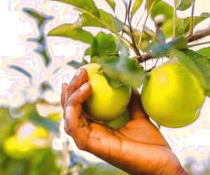 غذاهایی که باید برای پیشگیری از سرطان مصرف نکنیم