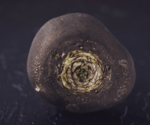 کاهش وزن و بهبود کلسترول و فشار خون با استفاده از ترب سیاه