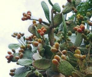 بررسی خواص درمانی و زیبایی کاکتوس