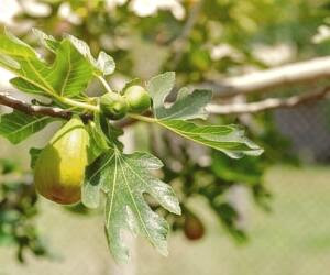 عوارض و فواید روغن و برگ انجیر برای همه موارد