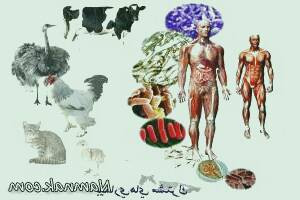 بیماری‌های مشترک میان انسان و حیوانات