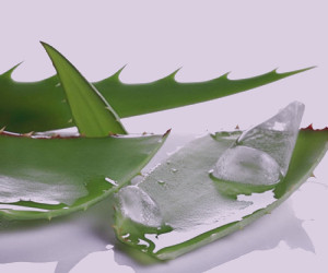 بررسی جامع خواص آلوئه ورا برای مقابله با چروک پوست