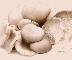 عوارض و مزایای قارچ صدفی: راهنمای جامع